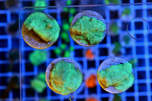 Green leptoseris (Starter Frag)