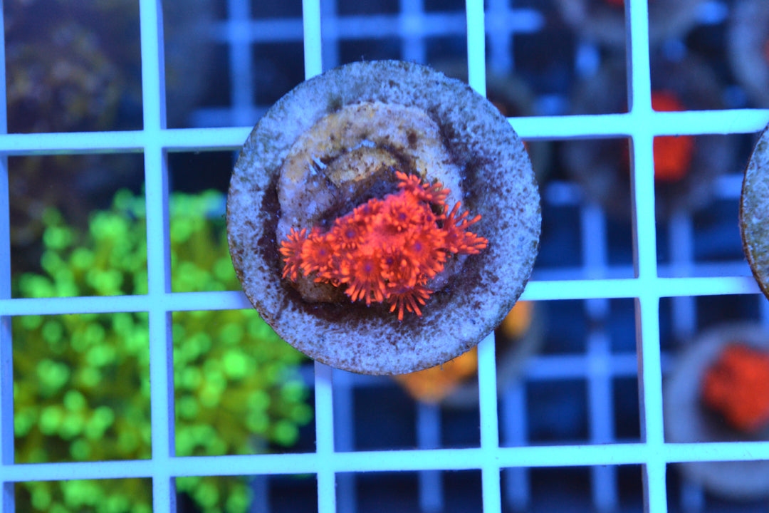 ORA Red Goniopora #1