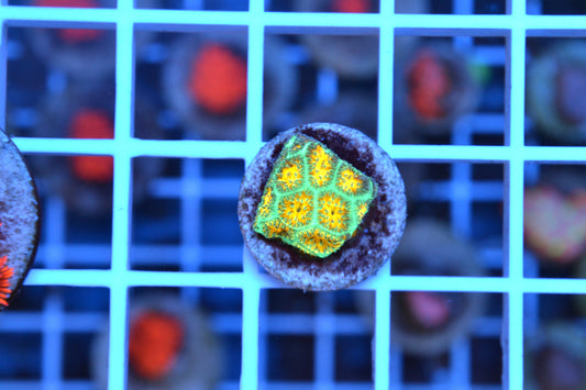 John Deer Leptastrea (Starter Frag)