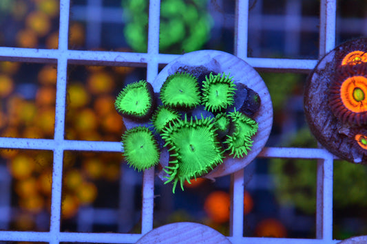 Green Button Polyps (Starter Frag)