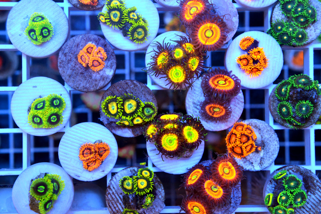 Assorted Zoa pack