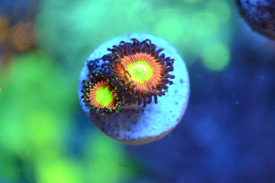 Zoa - Cat Eye Extreme (Small Frag - Not WYSIWYG)