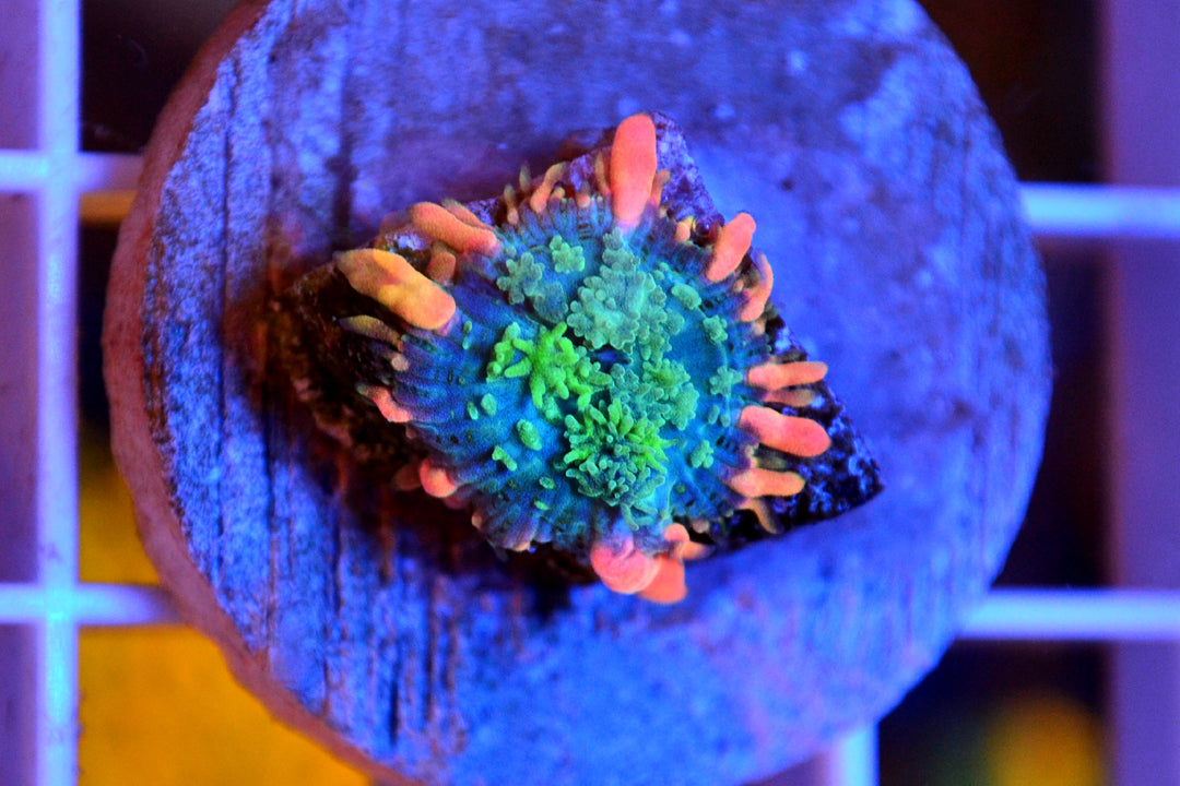 Frankenstein Bounce Mushroom - 03252026