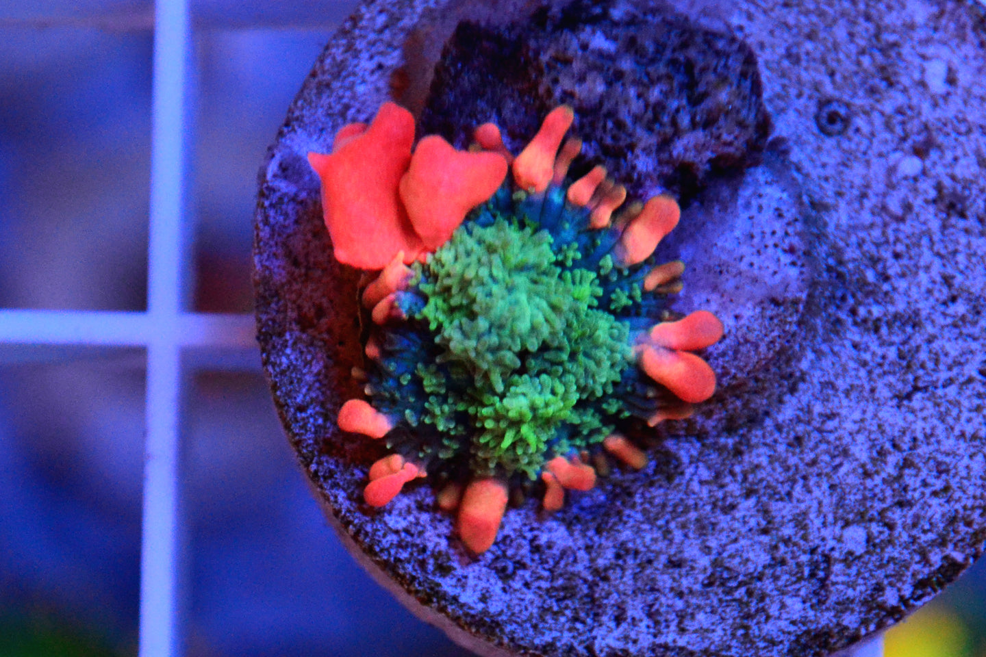 Frankenstein Bounce Mushroom - 04072026