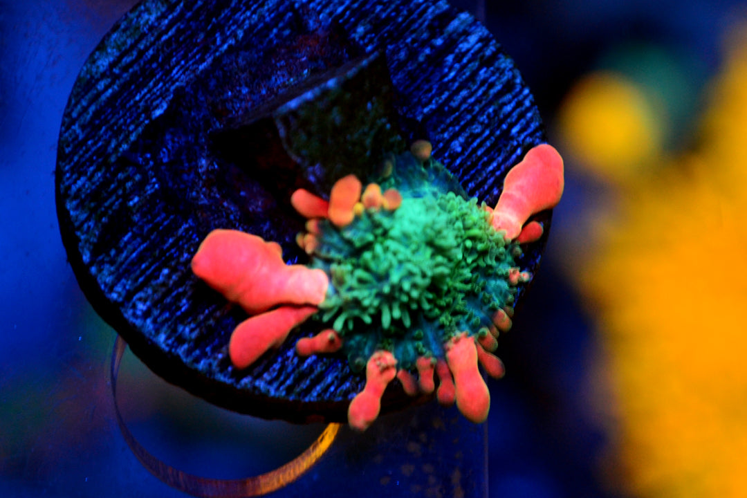 Frankenstein Bounce Mushroom - 2026a