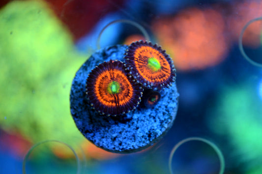 Zoa - Gobstopper (Starter Frag)