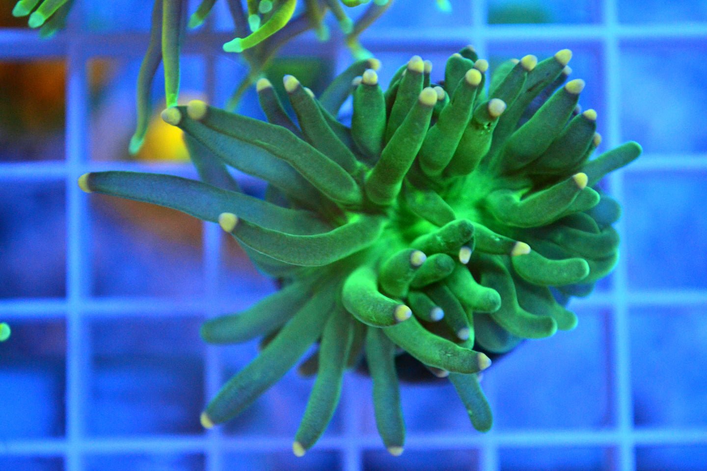 Green Torch