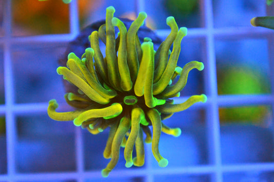 Master Gold Torch #2 - 1 Small Head - WYSIWYG