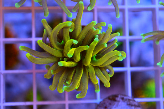 Master Gold Torch #1 - 1 Head - WYSIWYG