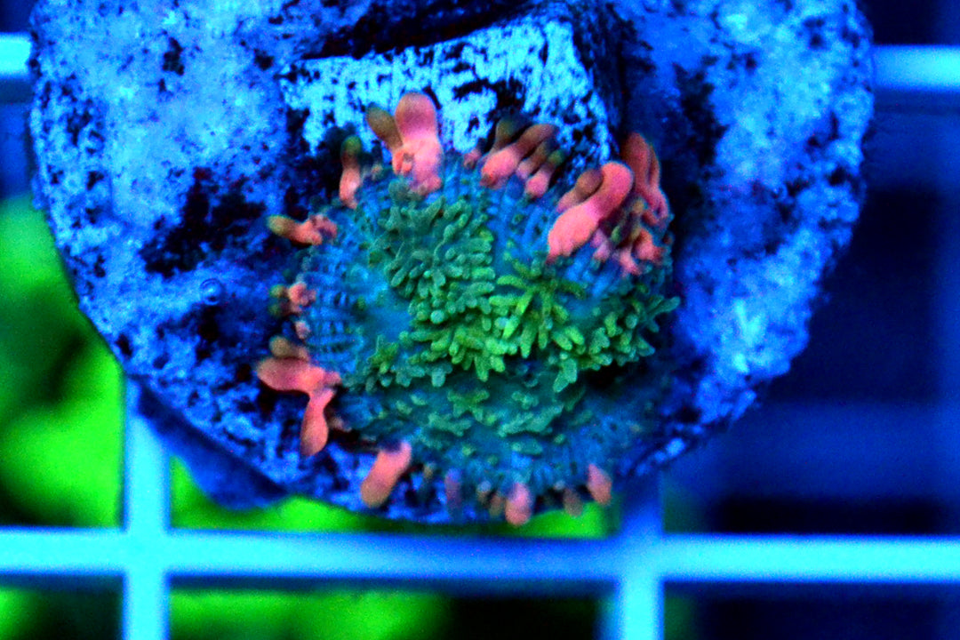 Frankenstein Bounce Mushroom #1 - WYSIWYG