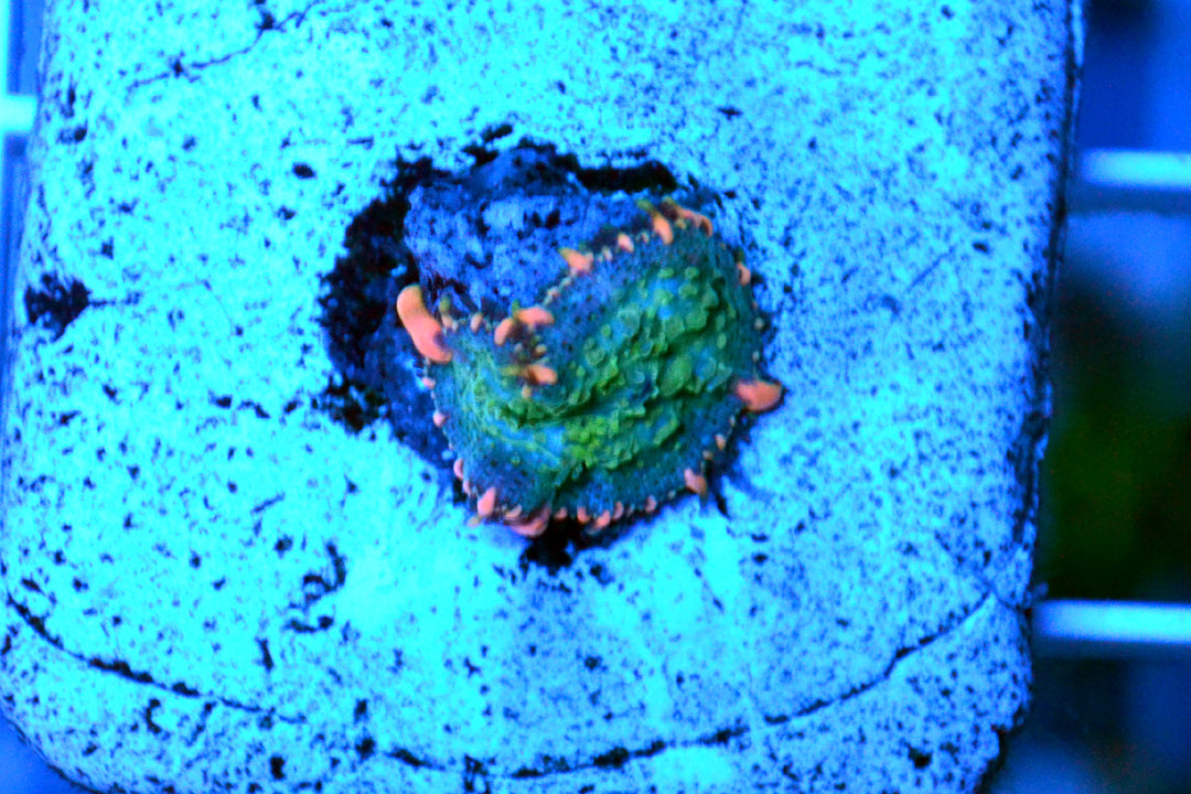 Frankenstein Bounce Mushroom #2 - WYSIWYG
