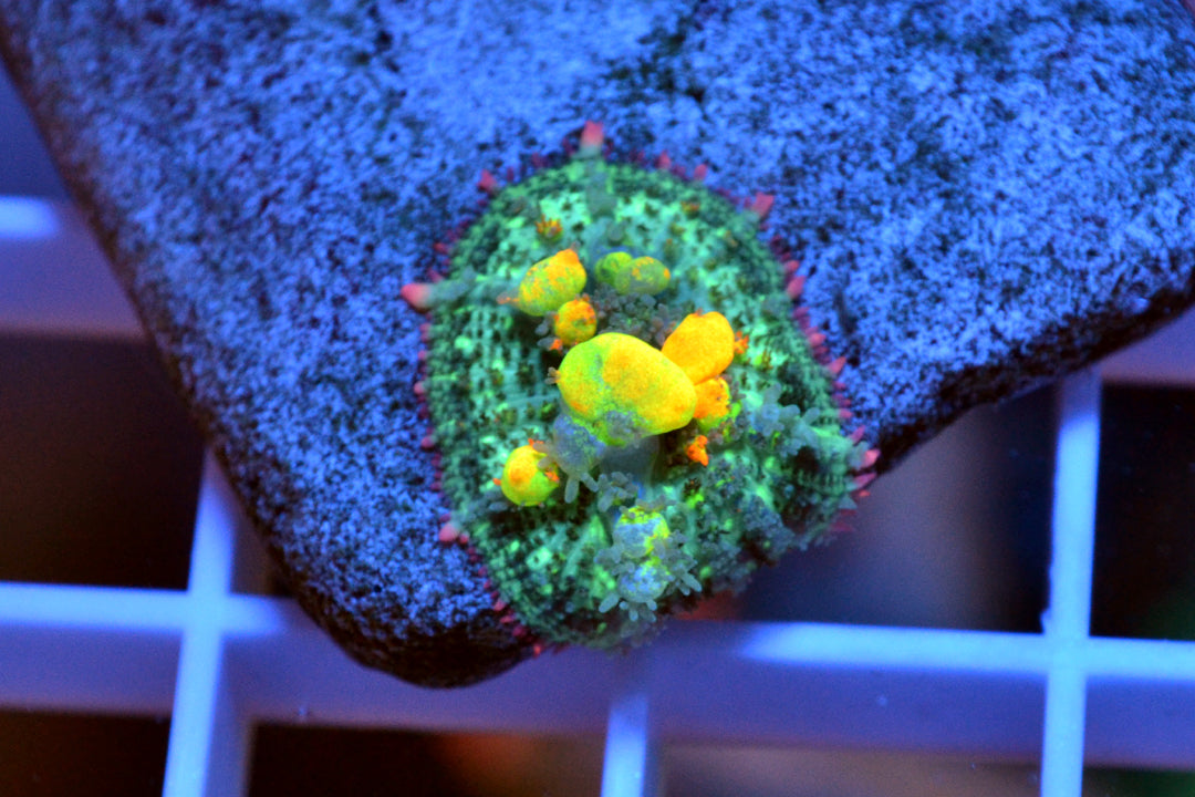 OG Bounce Mushroom #10