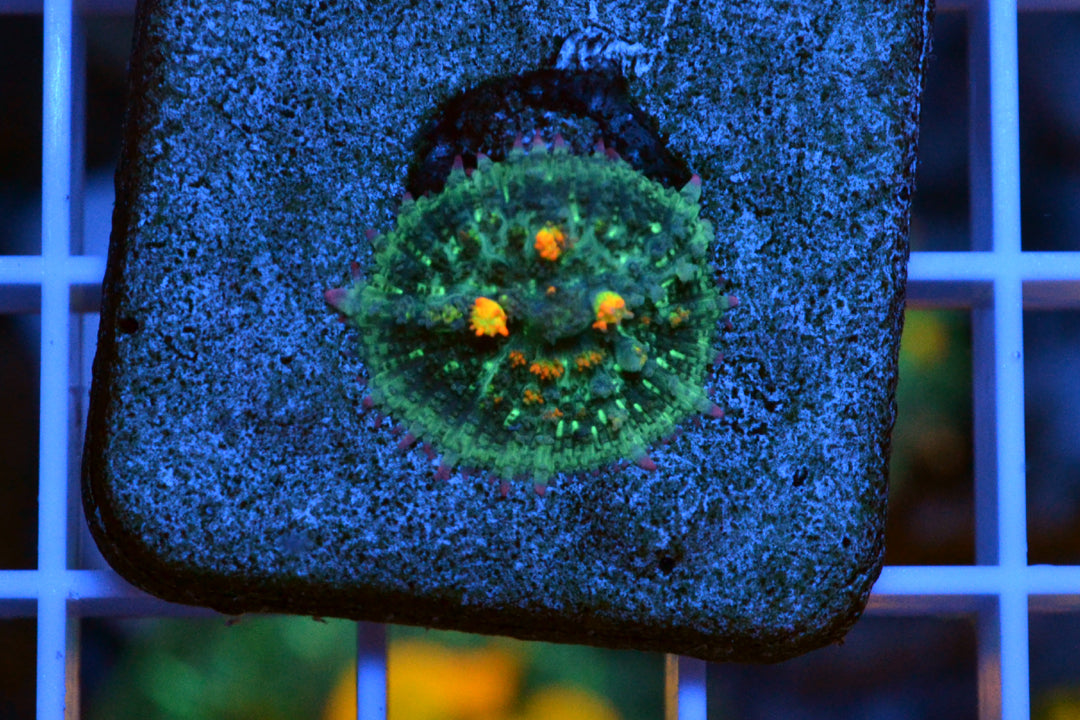 OG Bounce Mushroom #8