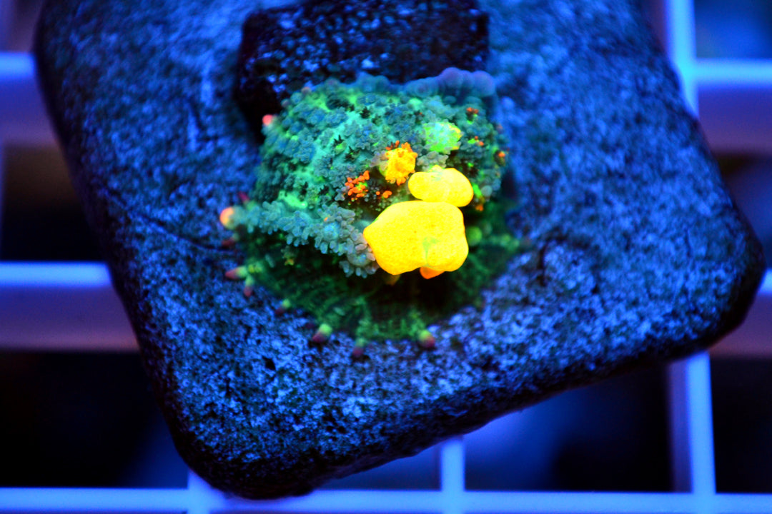OG Bounce Mushroom - 03132026a