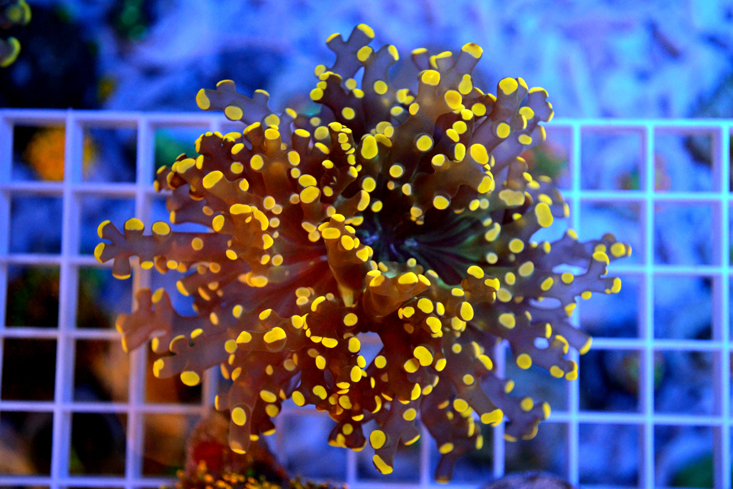 Orange Frogspawn - Large - WYSIWYG