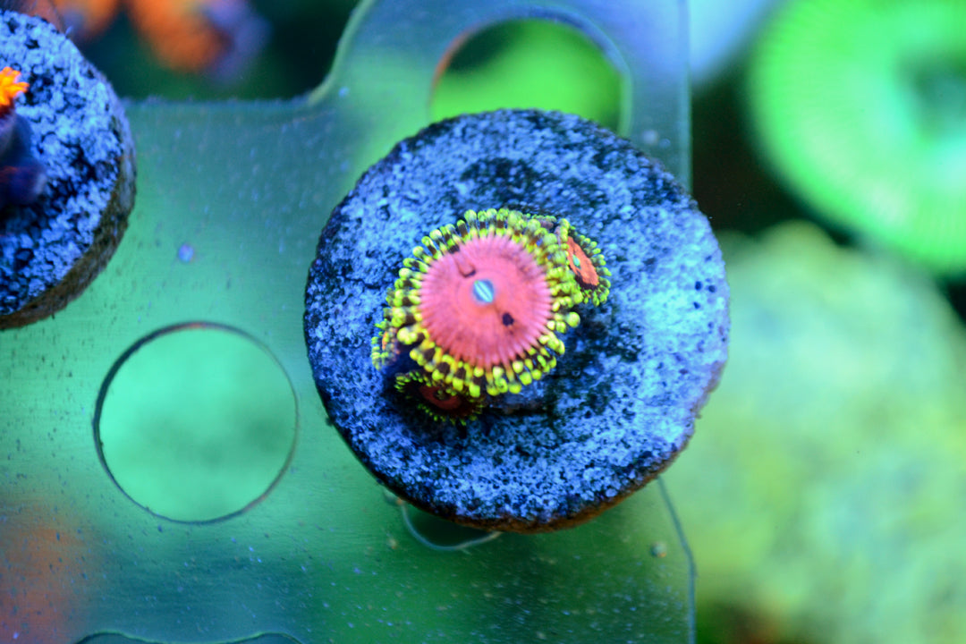 Zoa - Pink Diamond (Small Frag - Not WYSIWYG)