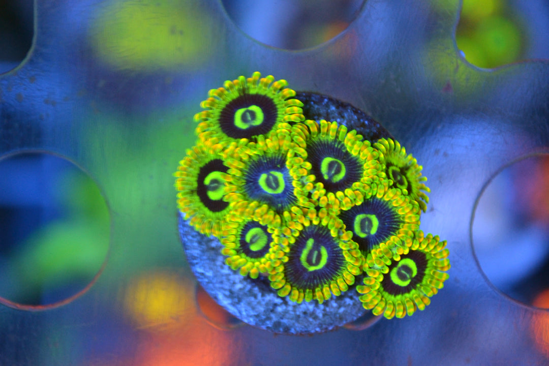 Rainbow Yoda (Not WYSIWYG)