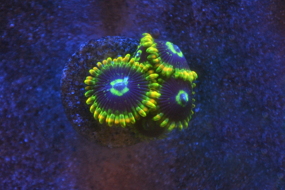 Zoa - Rainbow Yoda (Small Frag - Not WYSIWYG)