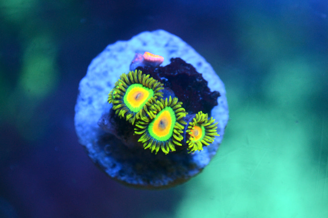 Zoa - Rasta (Small Frag - Not WYSIWYG)