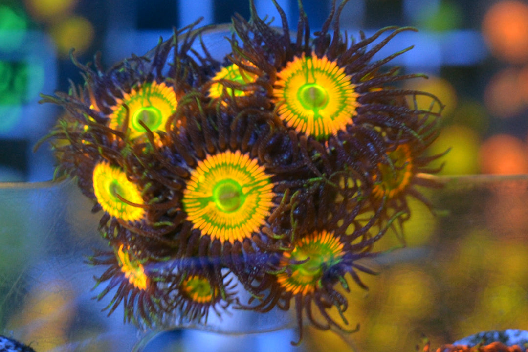 Sunny Delight (Large Frag - Not WYSIWYG)