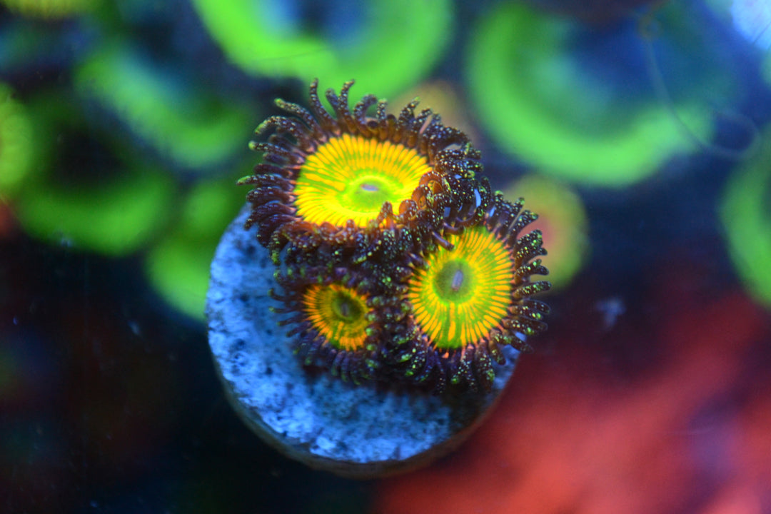 Zoa - Sunny Delight (Starter Frag)