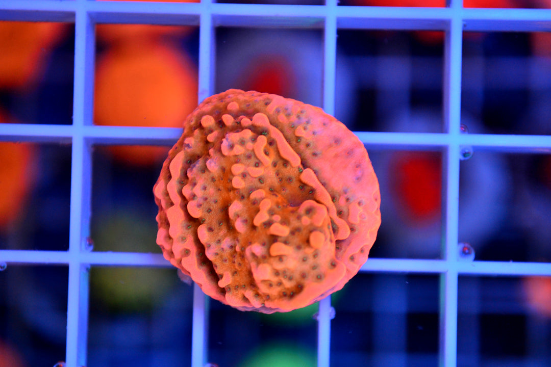 Tropic Thunder Montipora (Starter Frag)