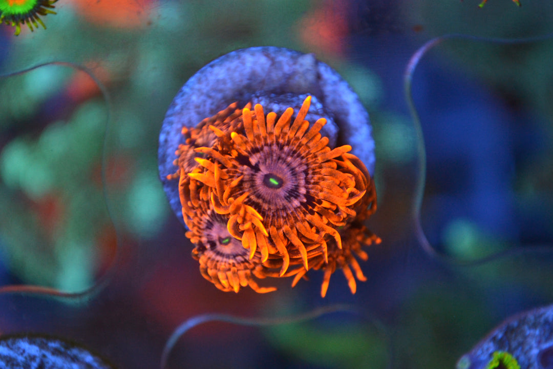 Zoa - Utter Chaos (Small Frag - Not WYSIWYG)