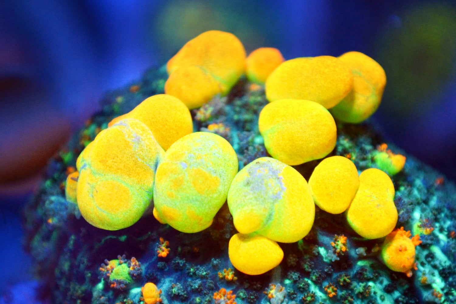 Soft Corals