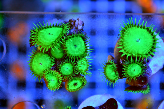 Green Button Polyps (Starter Frag)
