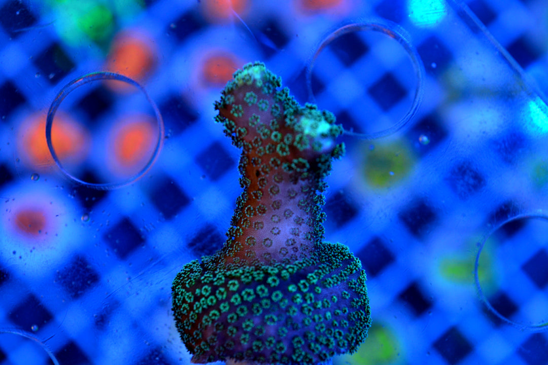 Purple Mika Stylophora