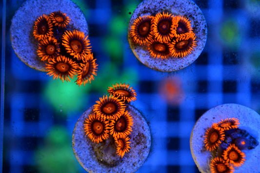 Zoa - Orange Bam Bam (Starter Frag)