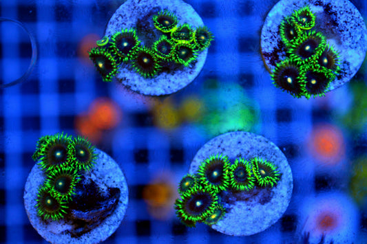 Zoa - Orange Nipple (Starter Frag)