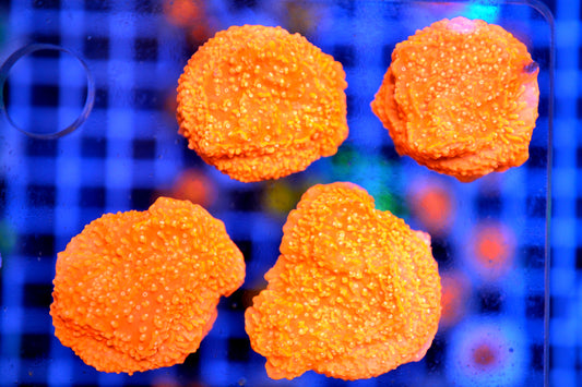 Orange Montipora Plate (Starter Frag)