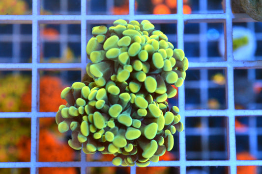 Yellow/Gold Hammer #3