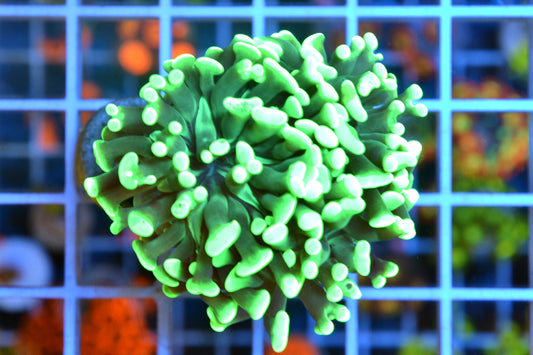 Metallic green hammer #3