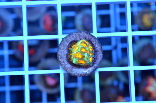 John Deer Leptastrea #2