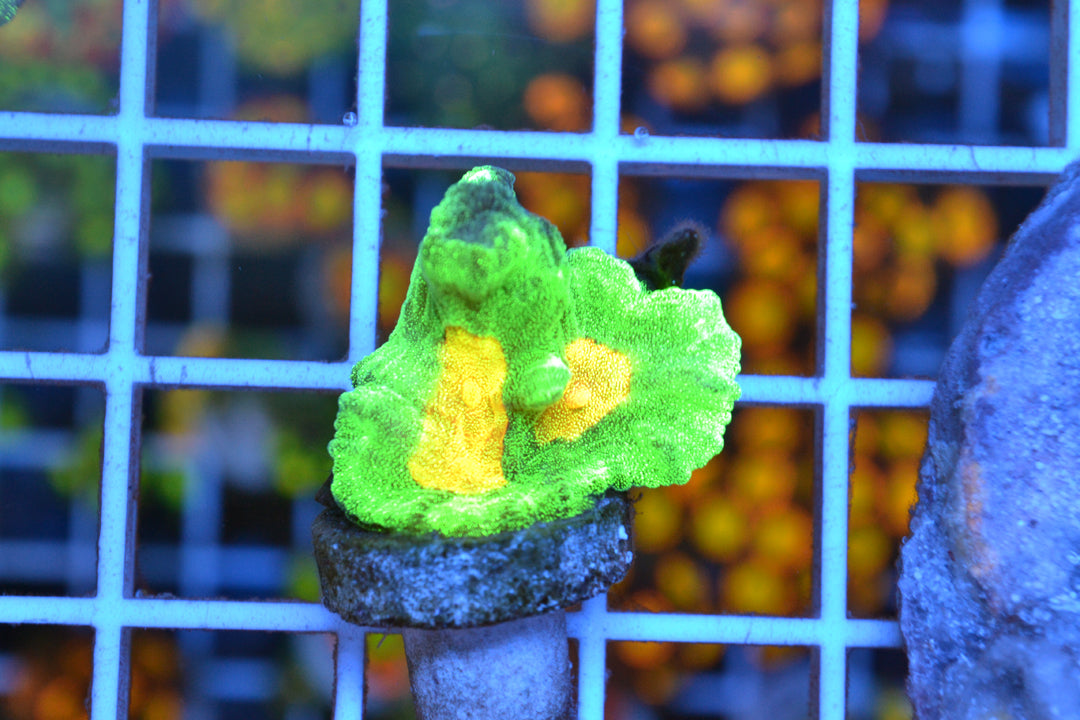 Space Invader Pectinia #3