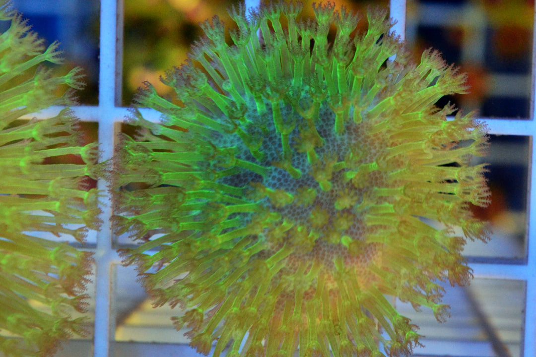 Green Toadstool (small)