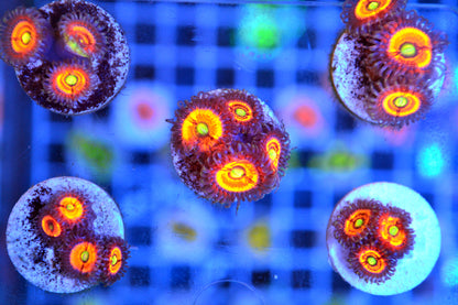Zoa - Gobstopper (Starter Frag)
