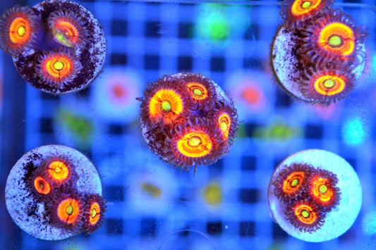 Zoa - Gobstopper (Starter Frag)