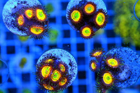 Zoa - Sunny Delight (Starter Frag)