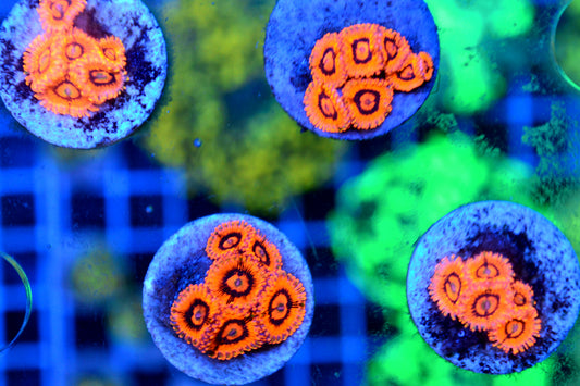 Zoa - Eye of Sauron