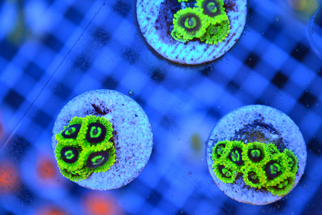 Zoa - Rainbow Yoda