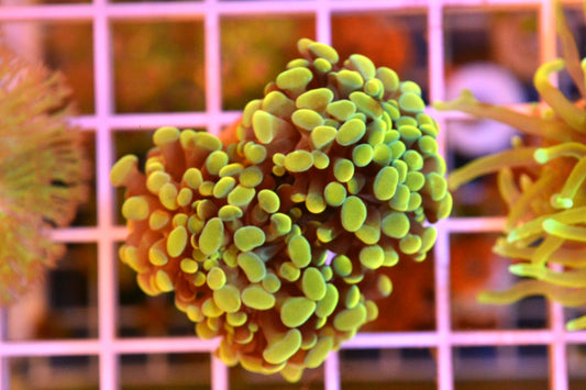 Yellow/Gold Hammer #4