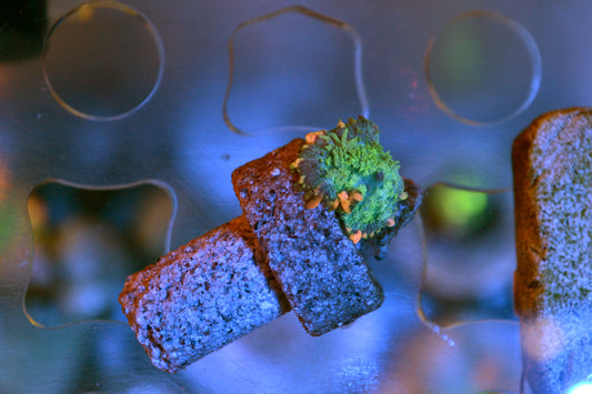 Frankenstein Bounce Mushroom
