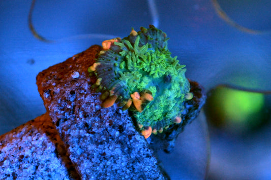 Frankenstein Bounce Mushroom