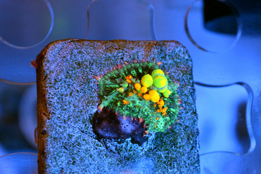 OG Bounce Mushroom #1