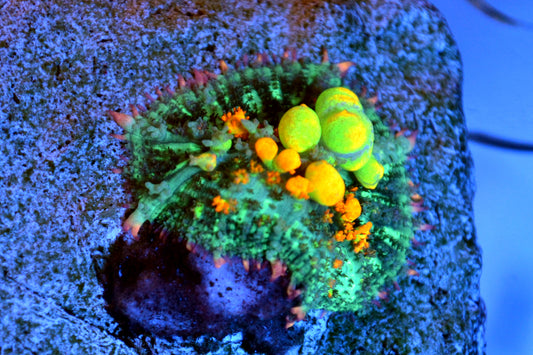 OG Bounce Mushroom #1