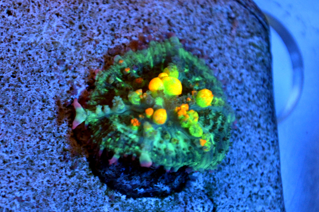 OG Bounce Mushroom #2