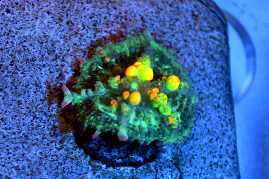 OG Bounce Mushroom #2